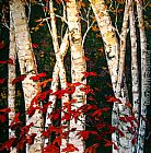 Maya Eventov Famous Paintings - Autumn Birches